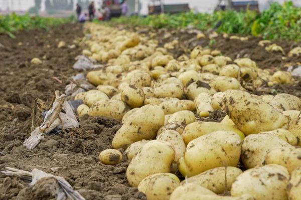 种植土豆的前景，部分土豆市场交易略显低迷