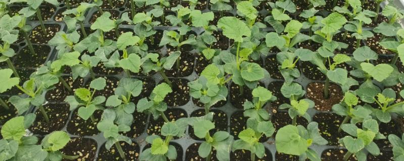 西瓜什么时候播种，2月中旬至7月下旬均可播种