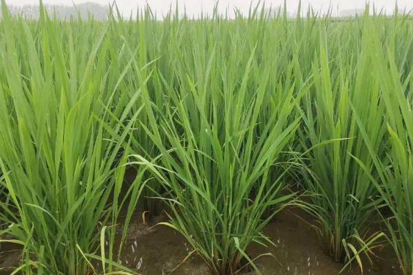 水稻的施肥时间及用量，不同生长阶段所需肥不同