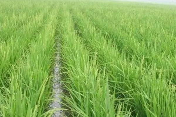 水稻的施肥时间及用量，不同生长阶段所需肥不同