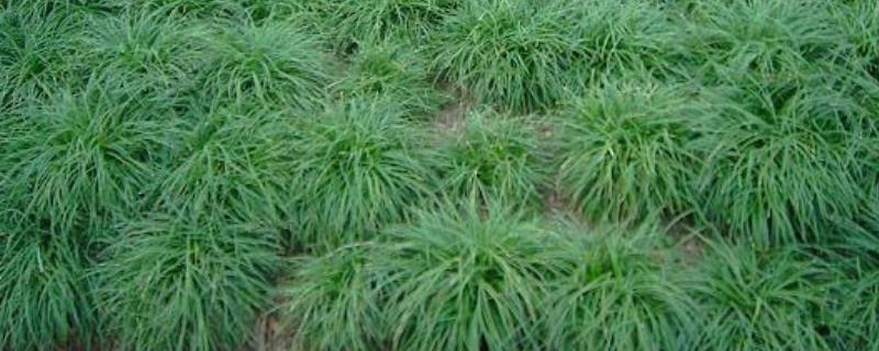 麦冬施肥要点和注意事项，发根肥、块根膨大肥可使用尿素