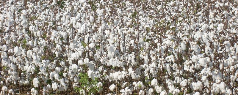 棉花高产关键，播种前要在棉田内造墒
