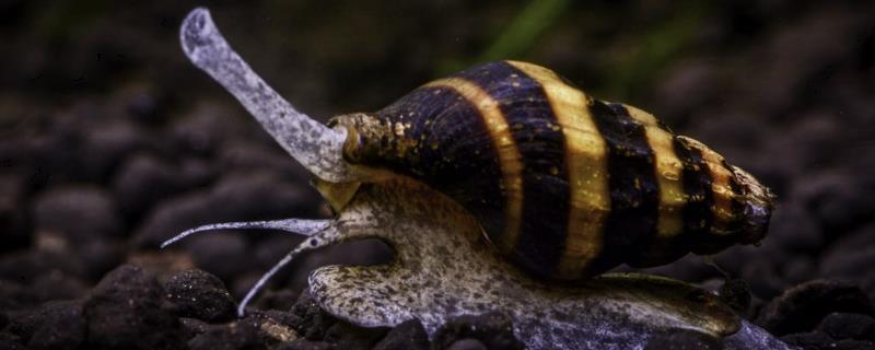 一只杀手螺能否繁殖，单独一只无法满足繁殖条件