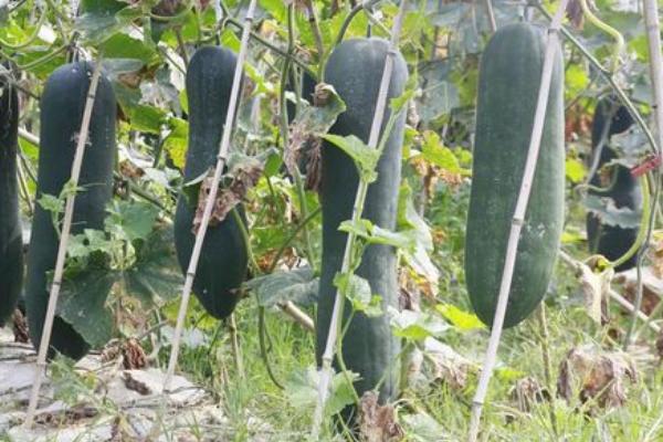 黑皮冬瓜的培育方法，应施足基肥