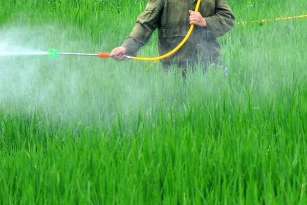 水稻常见的除草剂药害，过量用药更容易引发不良后果