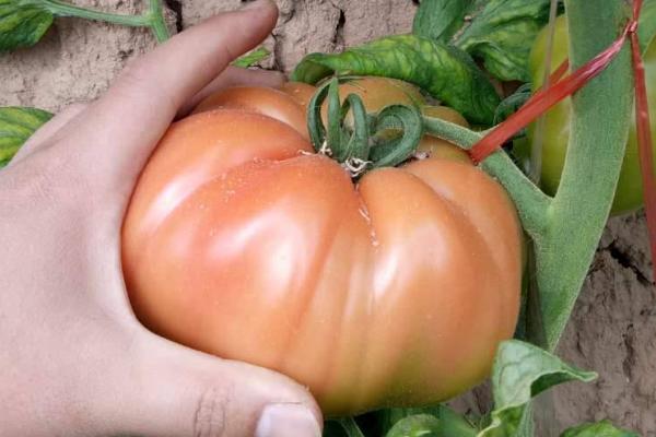 番茄花果促控的要点，蹲苗期过后要确保水分均衡供应