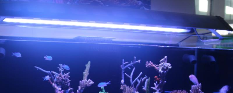 鱼缸灯和普通灯一样吗，养鱼一定要购买鱼缸专用灯