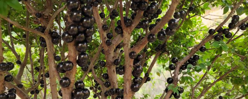 树葡萄的品种，主要包括桃形红嘉宝果、沙巴嘉宝果等种类