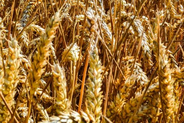 小麦会在什么季节成熟，一般在夏季成熟收获