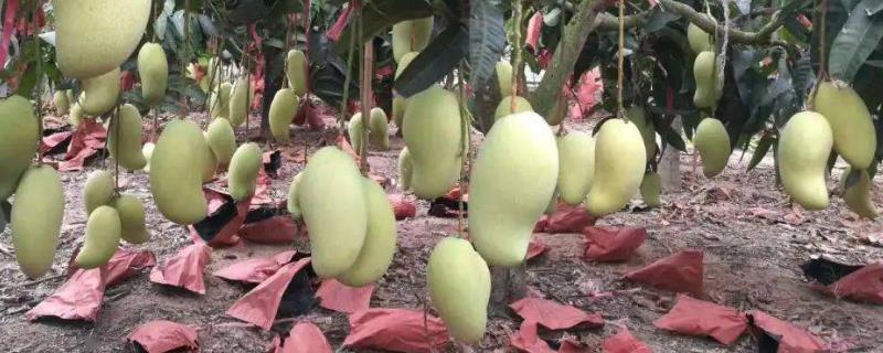 芒果的产地分布，全世界有70多个国家生产