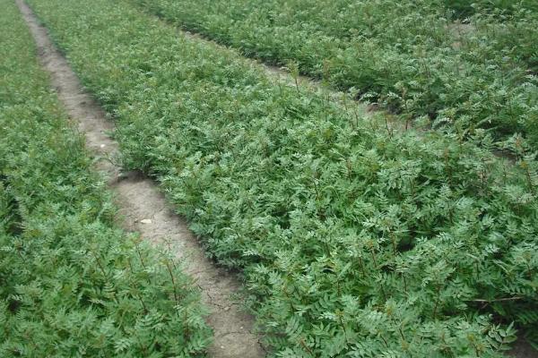 花椒育苗如何采种，应挑选处于盛果期的植株进行采摘
