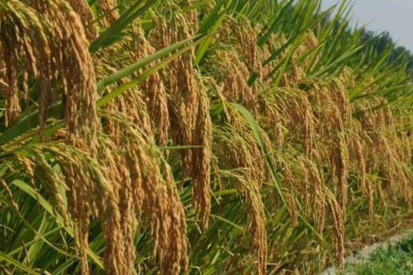 杂交水稻能否留种，可以留种但产量不高