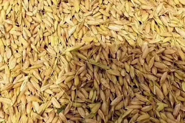杂交水稻能否留种，可以留种但产量不高