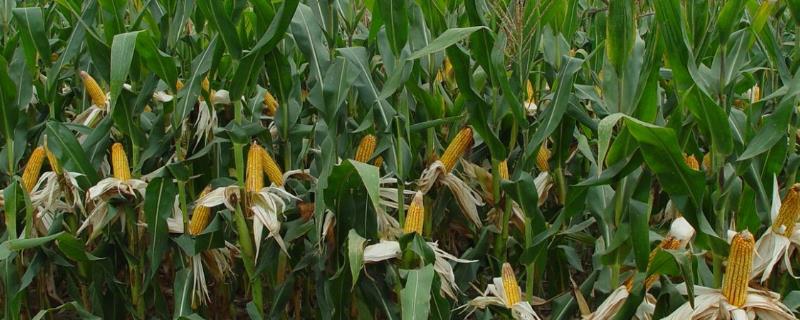 怎么提高杂交玉米种子的品质与产量，关键是要建全亲本繁殖质量保证体系