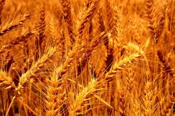 小麦百农矮抗58的特征特性，属于半冬性中熟品种