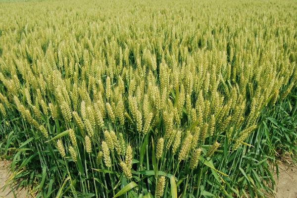 矮抗008小麦品种图片