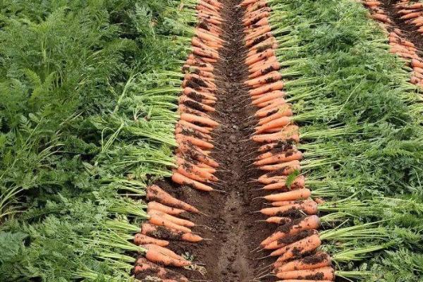 东北地区何时种植胡萝卜，每年6-7月份为适宜种植期