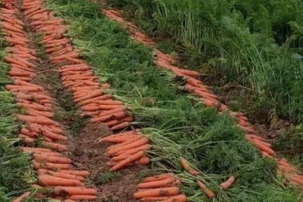 东北地区何时种植胡萝卜，每年6-7月份为适宜种植期