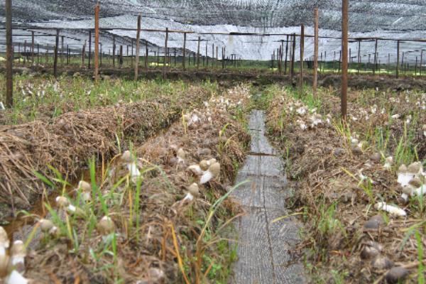 竹荪的种植方法，培育地要长期保持湿润状态