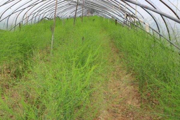 种植芦笋怎么施肥，肥料一般以复合肥为主