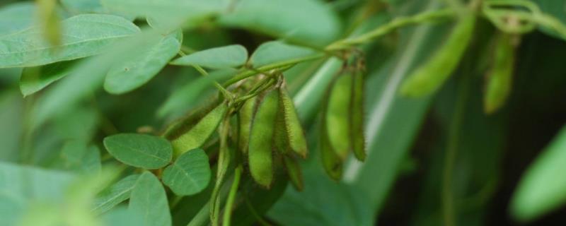 大豆的花荚为何会脱落，生长发育失调是根本原因