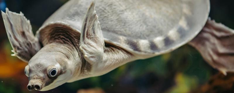 猪鼻龟是不是国家二级保护动物，野生猪鼻龟属于二级保护动物