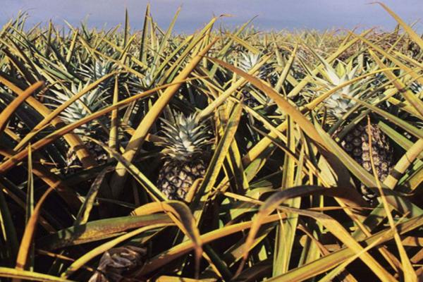 反季节菠萝种植技术，重用钾肥是高产的关键