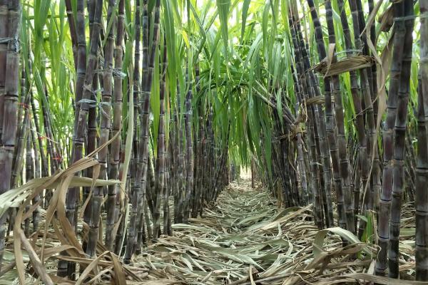 甘蔗的亩产量，广西平均亩产量约为4吨