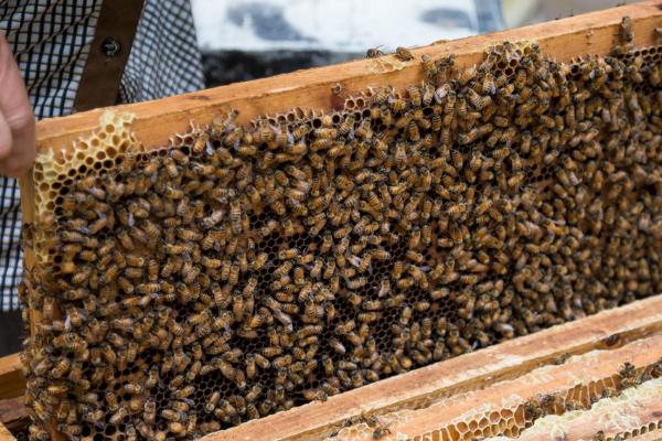 养蜜蜂怎么避免它们飞走，控制蜂王可防止其它蜜蜂逃跑