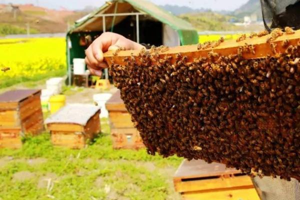 养蜜蜂怎么避免它们飞走，控制蜂王可防止其它蜜蜂逃跑