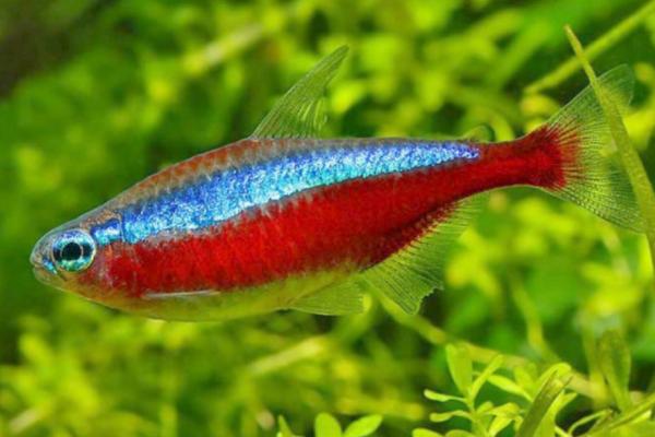 红绿灯鱼是不是热带鱼，主要在热带雨林气候的环境中栖息