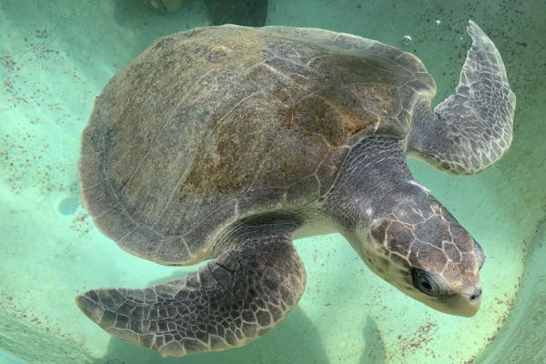 海龟如何过冬，冬季会迁徙至温暖水域