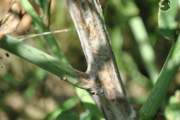 油菜菌核病及蚜虫怎么防治，与水稻轮作可减少菌核的积累