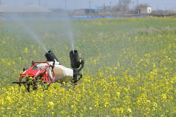 油菜菌核病及蚜虫怎么防治，与水稻轮作可减少菌核的积累