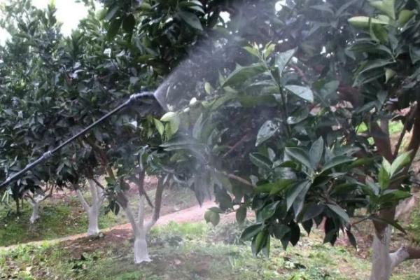 井冈霉素对果树的作用，是内吸性很强的杀菌剂