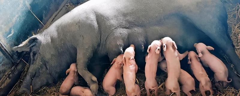 母猪一年可以生下几窝小猪，一年最多可产下3窝猪仔