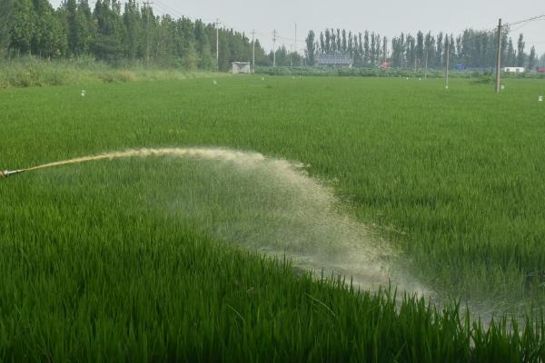 如何科学灌溉水稻，要符合需水规律
