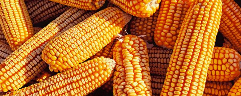 旱地玉米施肥原则与存在的问题，施用氮肥要注意分次数