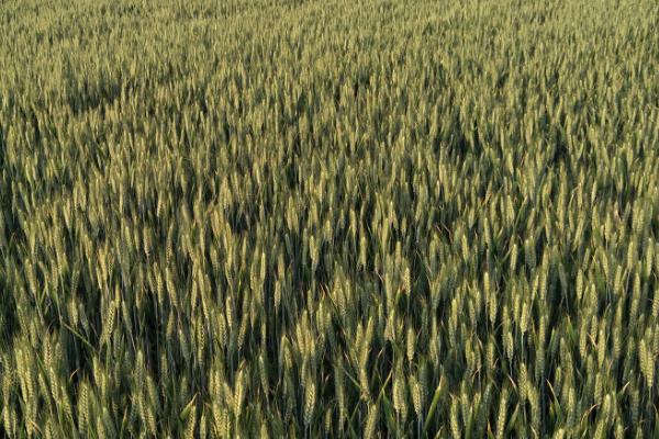 小麦免耕播种的优势，大大节省了耕翻作业投资