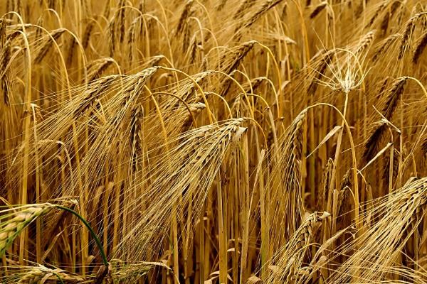 小麦免耕播种的优势，大大节省了耕翻作业投资
