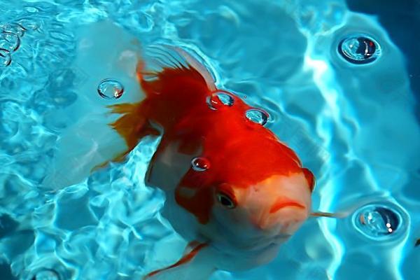 金鱼身子歪浮在水中的原因，可能是患上了失鳔症