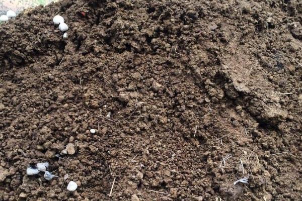 大雪前后怎么积肥，肥堆四周和堆顶要盖土封泥