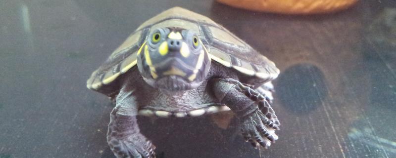 黄头侧颈龟能不能干养，属于水生龟类不能干养