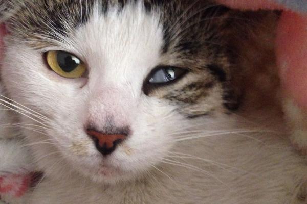 猫眼睛睁不开出现白膜是什么原因，可能是结膜炎或者角膜炎