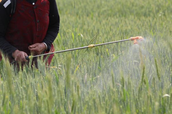 小麦吸浆虫怎么防治，连年深翻和轮作可减少发病