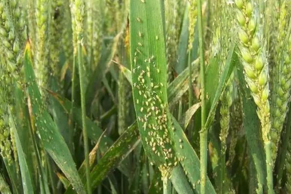 小麦吸浆虫怎么防治，连年深翻和轮作可减少发病