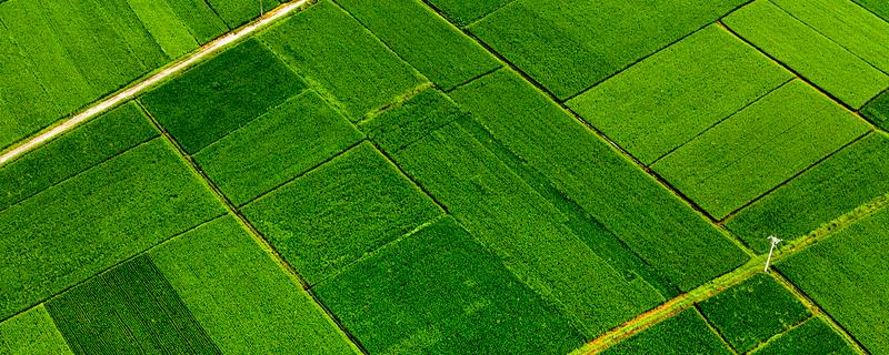 为什么要晒水稻田，晒田可以改善土壤环境、减轻病虫害的发生
