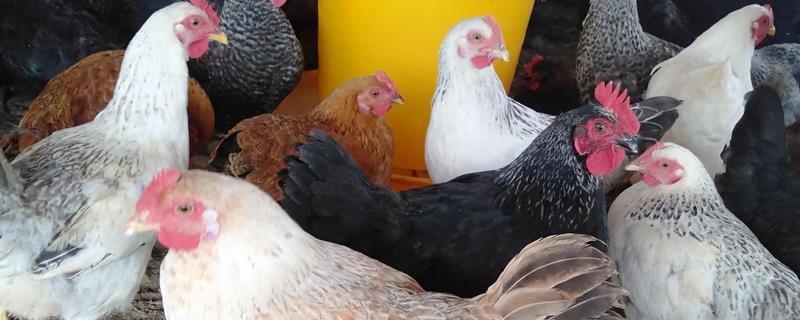 为什么养芦花鸡的人少，对环境要求比较严格
