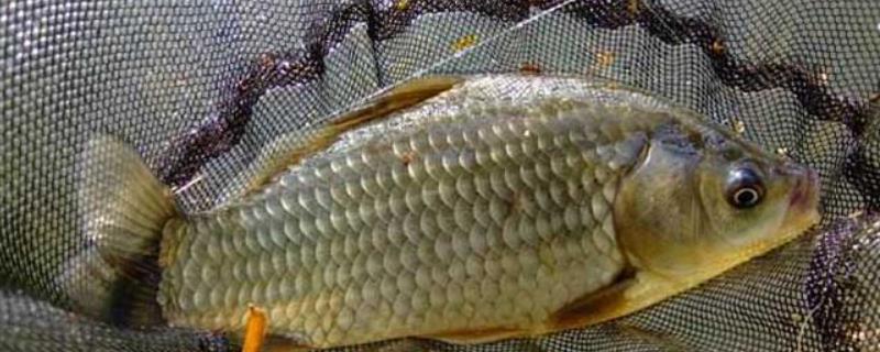 秋冬季节鲫鱼在哪个水层，秋季一般在浅水层