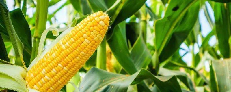 夏玉米出苗后发黄的原因，长期干旱会导致